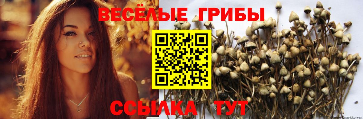 Югорск  Галлюциногенные грибы Cubensis  Вход с VPN 